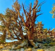 Ancient Bristlecone Pine