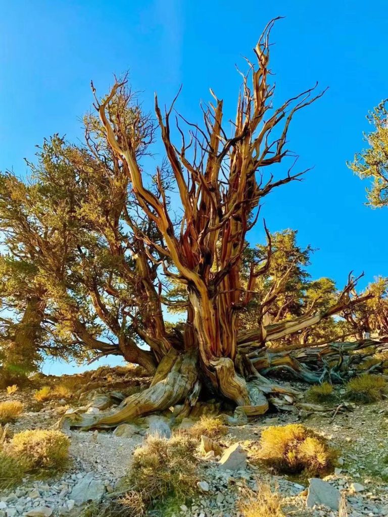 Ancient Bristlecone Pine