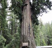 Chandelier Drive Thru Tree