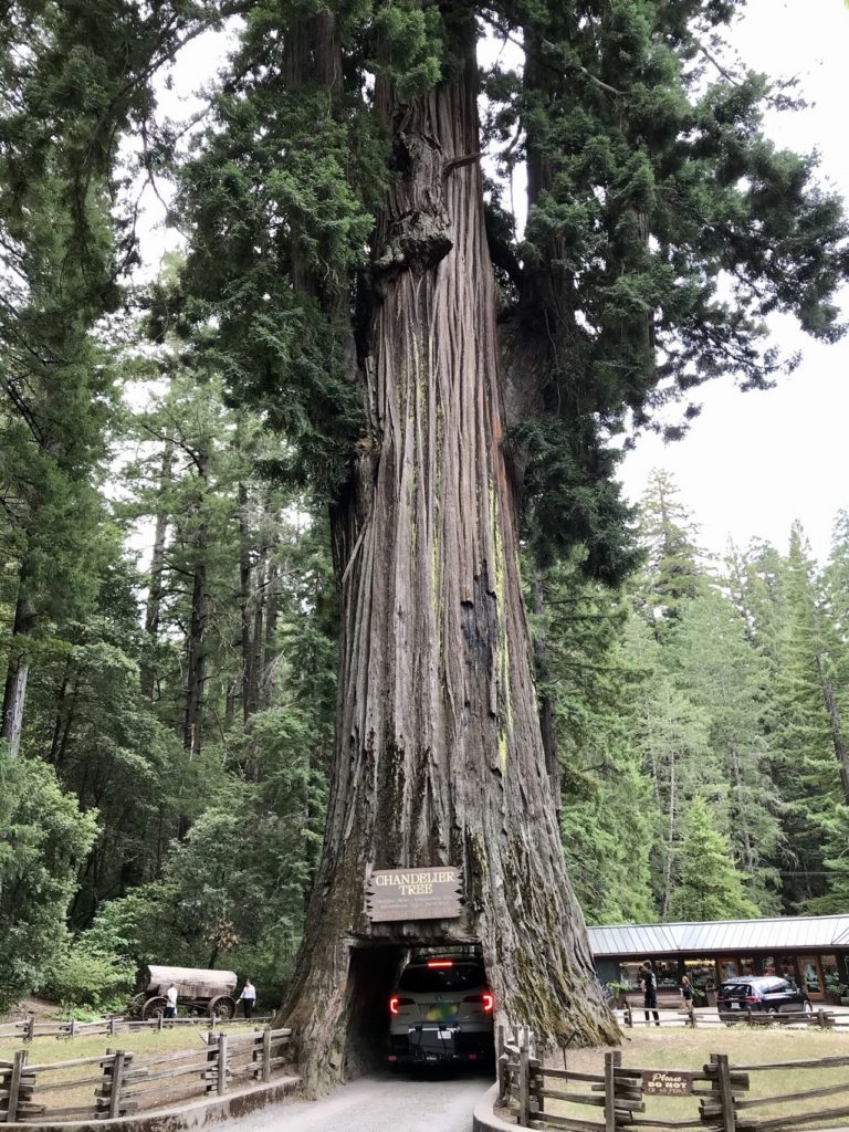 Chandelier Drive Thru Tree